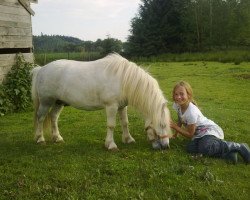 Dressurpferd Balu (Deutsches Reitpony, 2002, von Beautyful Stallion)