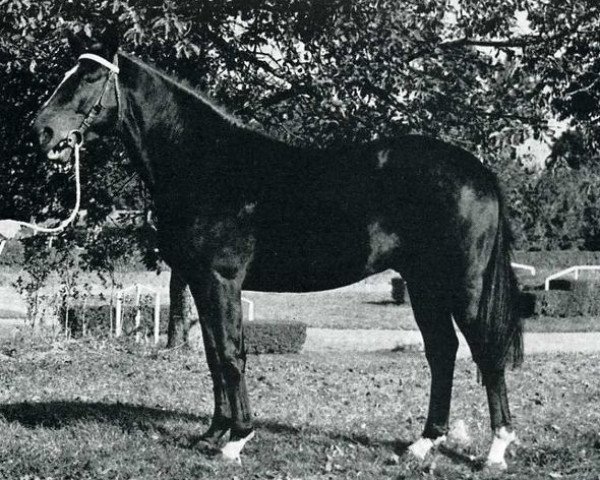 stallion Calembour Fleury (Selle Français, 1968, from Herquemoulin)