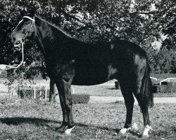 Deckhengst Calembour Fleury (Selle Français, 1968, von Herquemoulin)