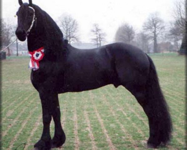 stallion Melle 311 (Friese, 1987, from Frans 289)