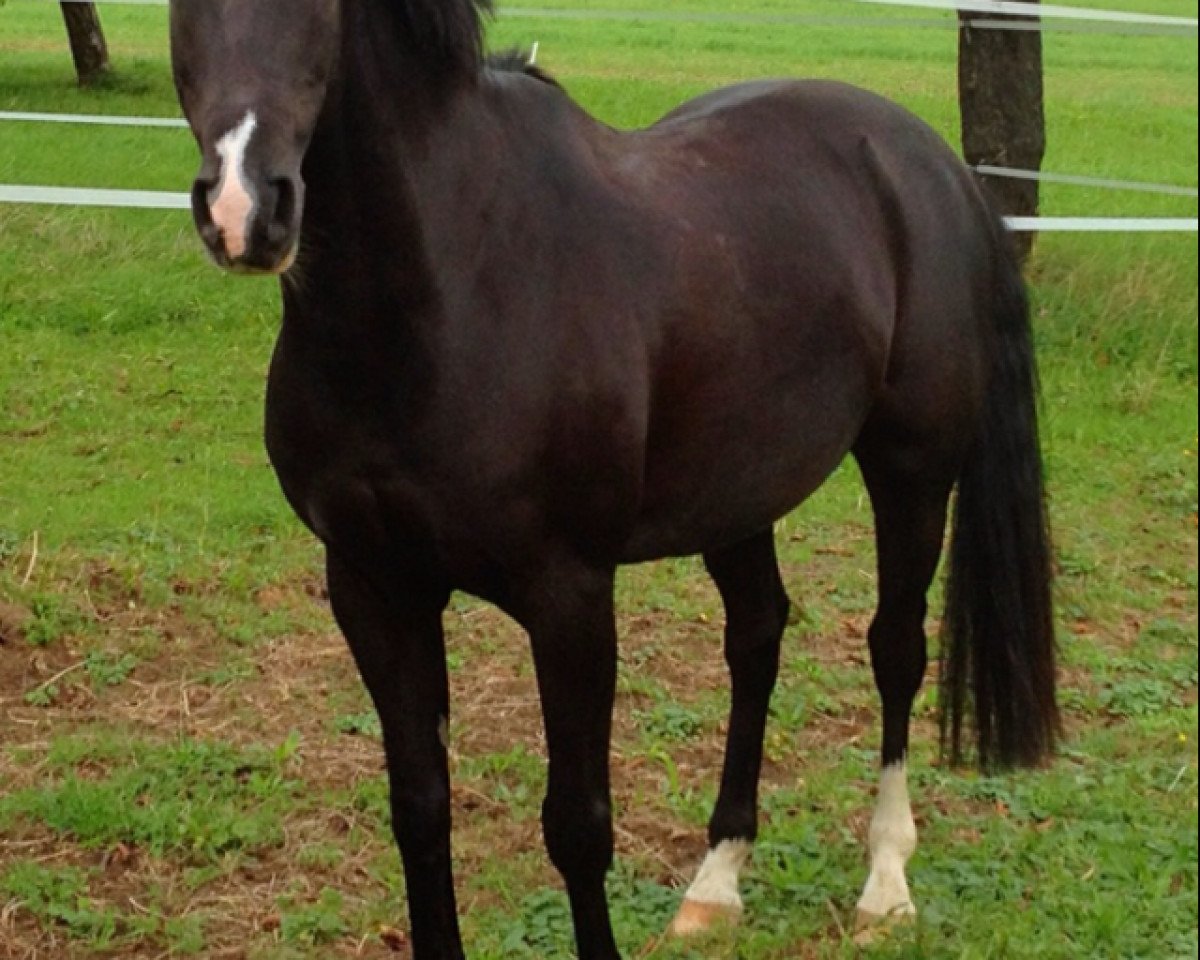 Pferd Ninjo (Deutsches Reitpony, 2005, von New Classico)