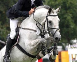 jumper Angelina 310 (Oldenburg show jumper, 2006, from Calido I)