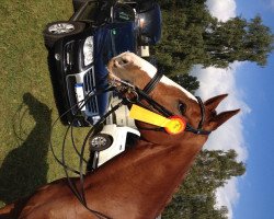 Dressurpferd Dainilo (Rheinländer, 2004, von Dressage Royal)