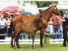 broodmare Arielle (Oldenburg, 1991, from Aletto)
