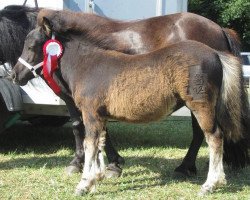 broodmare Magic Black Pearl-L (Shetland Pony, 2013, from Aragorn)