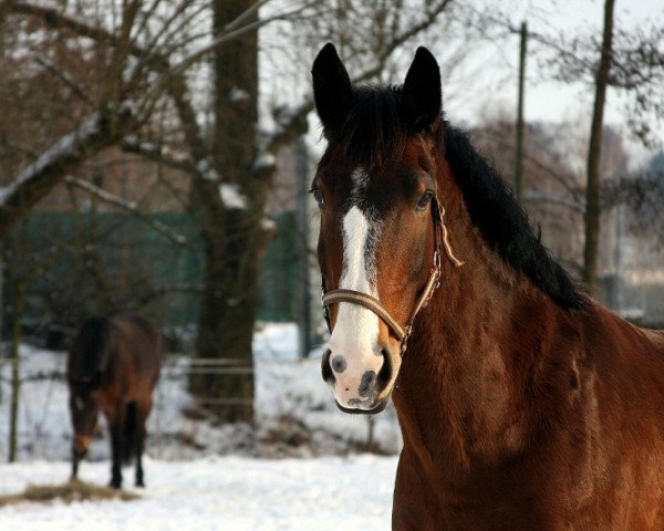 horse Temptation (Alt-Oldenburger / Ostfriesen, 2000, from Tamboerijn)