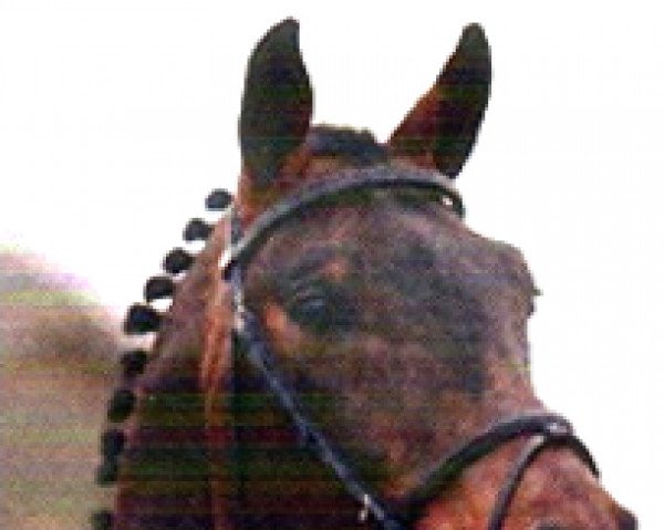 stallion Le Mans (Württemberger, 2000, from Lord Sinclair I)