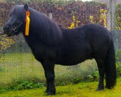 stallion Nero (Shetland Pony, 2009, from Normen)