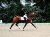 dressage horse Viktor 87 (KWPN (Royal Dutch Sporthorse), 2002, from Niagara)