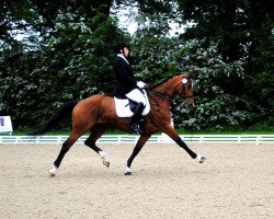 dressage horse Viktor 87 (KWPN (Royal Dutch Sporthorse), 2002, from Niagara)