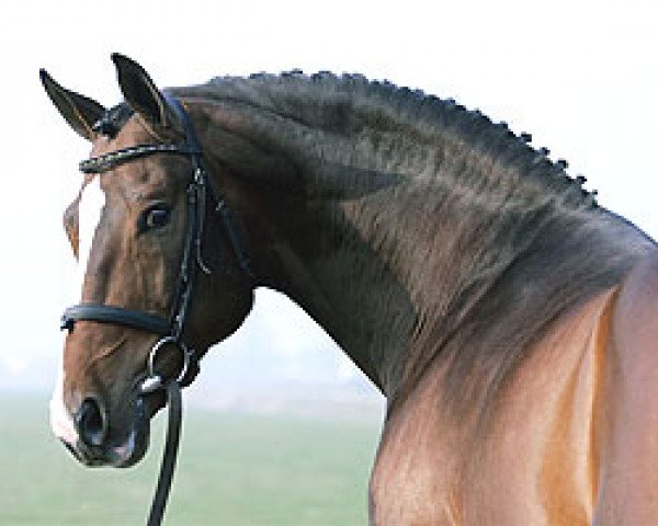 stallion Niagara (Dutch Warmblood, 1995, from Libero H)