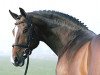 stallion Niagara (Dutch Warmblood, 1995, from Libero H)