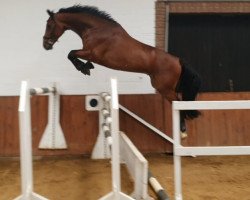 jumper Conmigo 10 (Oldenburg show jumper, 2017, from Cornet Obolensky)