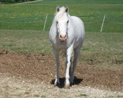 horse Desert Storm 2 (German Riding Pony, 1991, from Doktus)