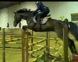 jumper Campamenta (Oldenburg show jumper, 2016, from Campamento)