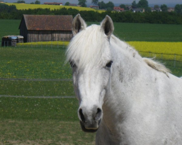 Zuchtstute Narva (Deutsches Reitpony, 1987, von Negro)