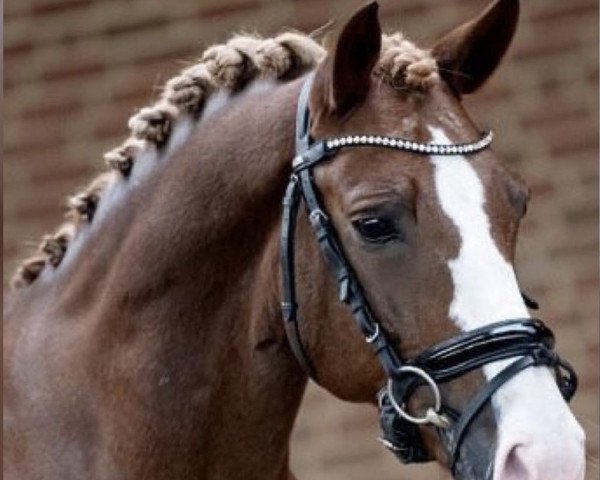 dressage horse Stable-Line's Brave New World (New Forest Pony, 2009, from Make My World)