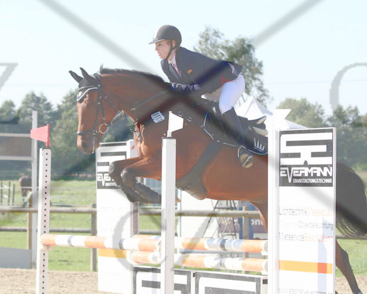 Springpferd Casimir 133 (Westfale, 2007, von Canturano I)