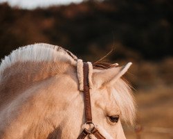 broodmare Fussel-Fine HH (Fjord Horse, 2005, from Bolseten N.2825)