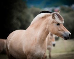 broodmare Jette Fjellhorn (Fjord Horse, 2013, from Stedjeblakken)