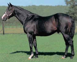 Deckhengst White Muzzle xx (Englisches Vollblut, 1990, von Dancing Brave xx)