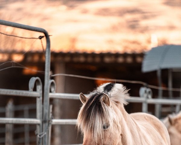 broodmare Gwenda Fjellhorn (Fjord Horse, 2013, from Stedjeblakken)