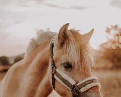 horse Hello Fjellhorn (Fjord Horse, 2019, from Harvard)