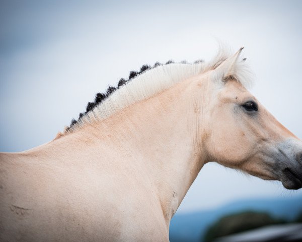 Zuchtstute Fanta Fjellhorn (Fjordpferd, 2015, von Doven)