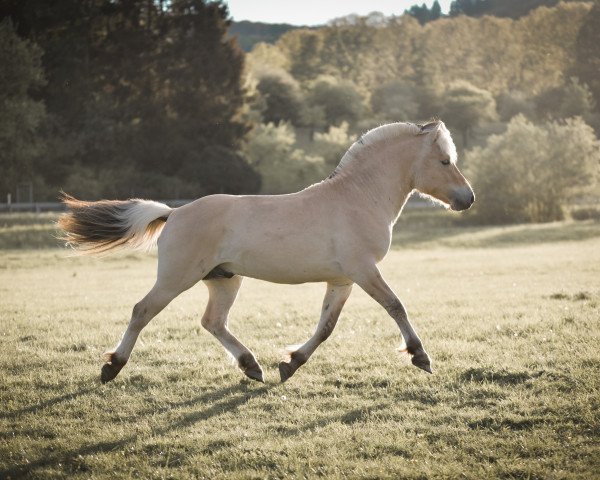 Pferd Dilian (Fjordpferd, 2017, von Damar)