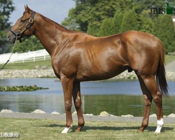 stallion I'll Have Another xx (Thoroughbred, 2009, from Flower Alley xx)
