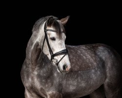 Springpferd Dolman 29 (Polnisches Warmblut, 2016, von Diakon)