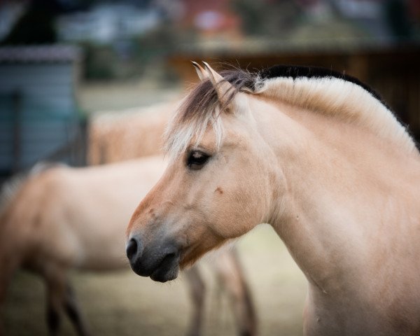 horse Brillant (Fjord Horse, 2009, from Bolseten N.2825)