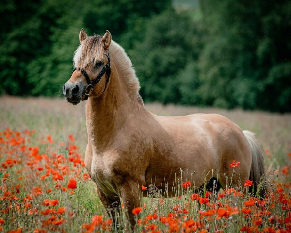 stallion Venlo (Fjord Horse, 2016, from Vacceur)