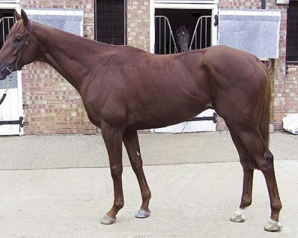 stallion Conduit xx (Thoroughbred, 2005, from Dalakhani xx)