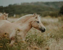 broodmare Jade Fjellhorn (Fjord Horse, 2019, from Bolseten N.2825)