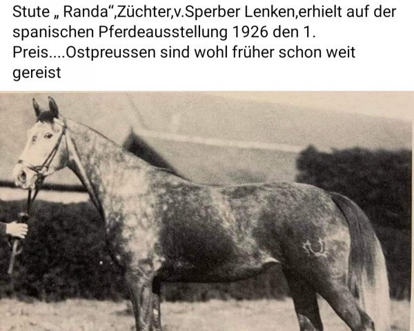 Pferd Randa (Trakehner, 1922, von Aladin (Trak))