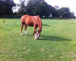 Zuchtstute Voblesse (Belgisches Warmblut, 1998, von Olympic Ramiro)