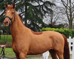 dressage horse Avelino HT (Oldenburg, 2018, from Asgard's Ibiza)