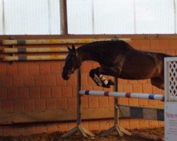 broodmare Chanell (Hanoverian, 2002, from Crazy Classic)