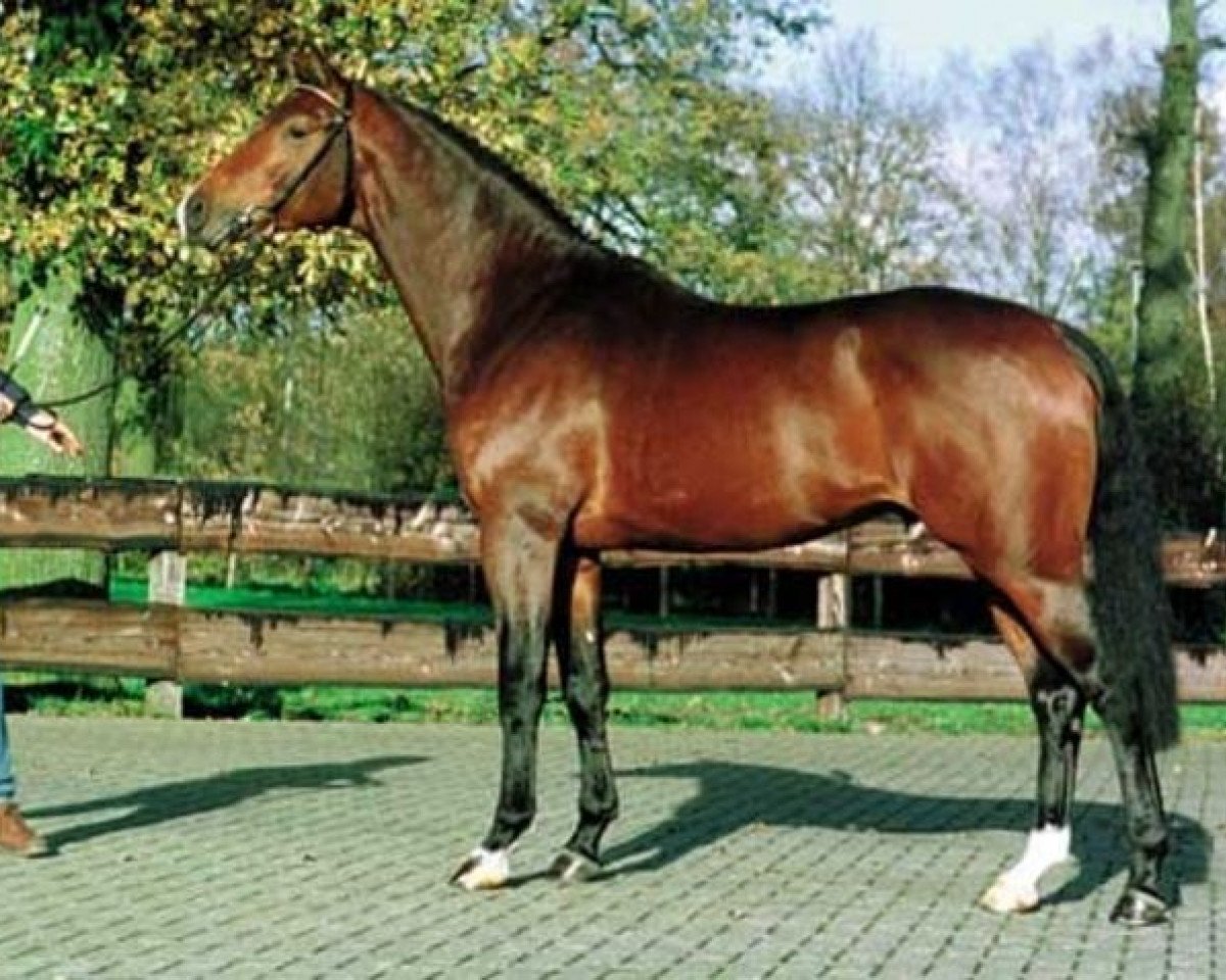 Deckhengst Nijinski (KWPN (Niederländisches Warmblut), 1995, von Libero H)