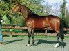 Deckhengst Nijinski (Koninklijk Warmbloed Paardenstamboek Nederland (KWPN), 1995, von Libero H)