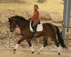 dressage horse Hitchcock (Hanoverian, 2005, from Hochadel)