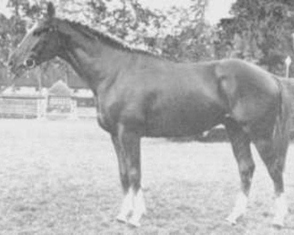 stallion Fan D'Espiens AA (Anglo-Arabs, 1971, from Windy AA)