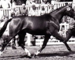 broodmare Tettiane II (Oldenburg, 1983, from Manstein)