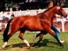 Pferd Tettana (Oldenburger, 1988, von Argentinus)