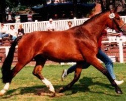 broodmare Tettana (Oldenburg, 1988, from Argentinus)