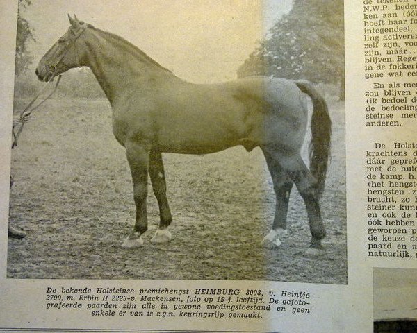 stallion Heimburg (Holsteiner, 1935, from Heintze)