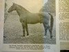 stallion Heimburg (Holsteiner, 1935, from Heintze)