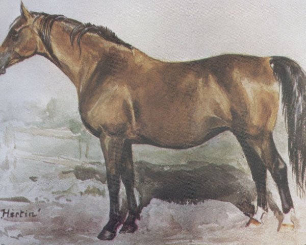 broodmare Hirtin (Holsteiner, 1949, from Heidelberg)