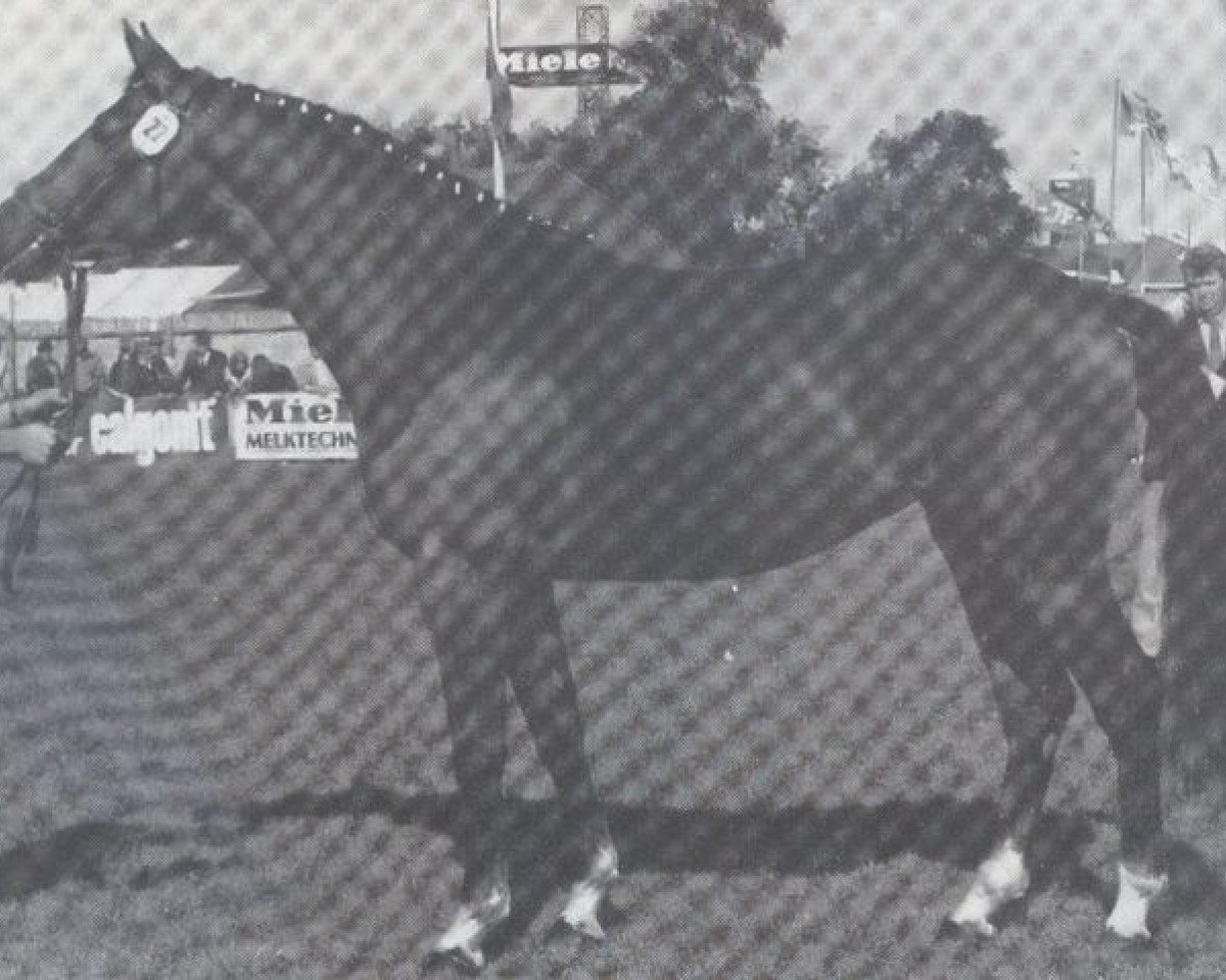 broodmare Tangente (Holsteiner, 1981, from Fernando I)